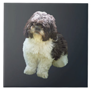 Azulejo Cachorro adorable de la raza Shih Tzu