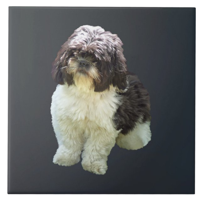 Azulejo Cachorro adorable de la raza Shih Tzu (Frente)