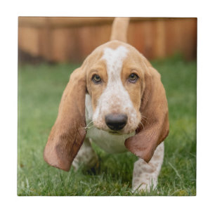 Azulejo Cachorro Basset Hound Caminando