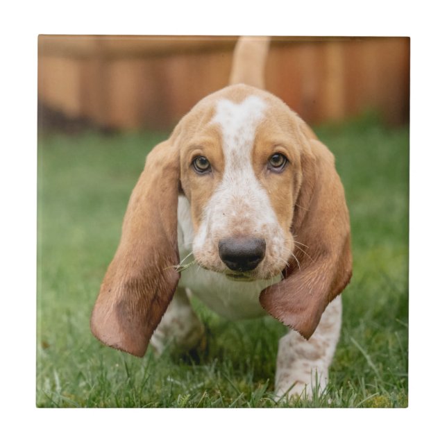 Azulejo Cachorro Basset Hound Caminando (Frente)