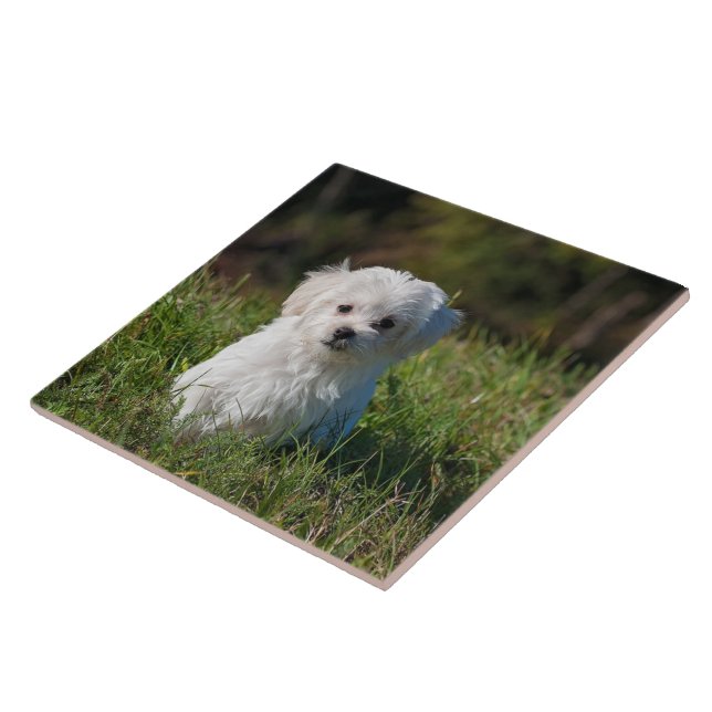 Azulejo Cachorro blanco lindo (Lado)