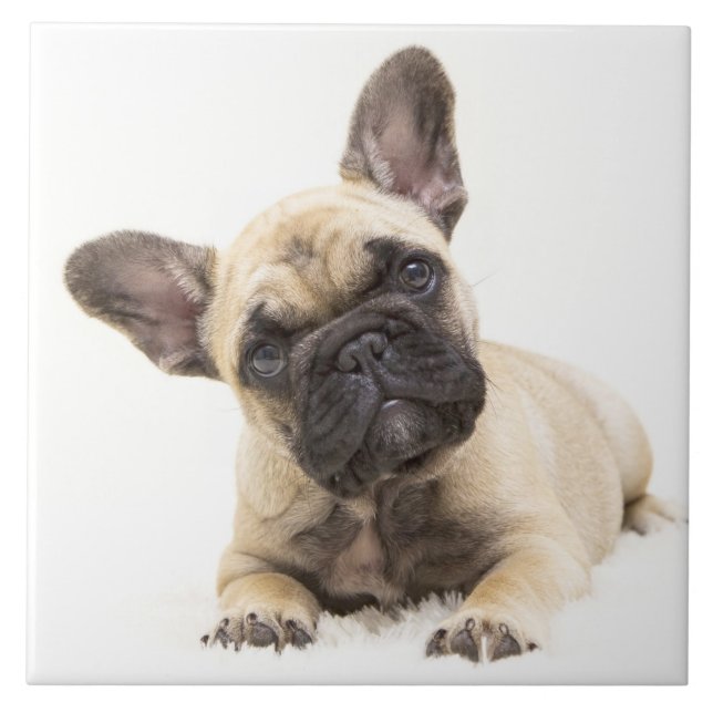 Azulejo Cachorro de Bulldog francés (Frente)