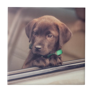 Azulejo Cachorro De Chocolate En Coche