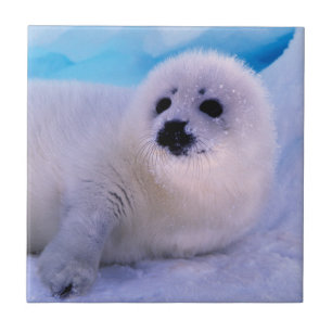 Azulejo Cachorro de foca arpista pequeño cubierto de copos