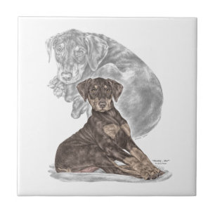 Azulejo Cachorro Doberman Pinscher