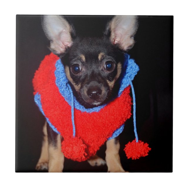 Azulejo Cachorro en suéter de lana roja (Frente)