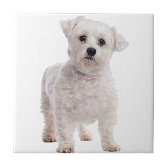 Azulejo Cachorro maltés (Frente)