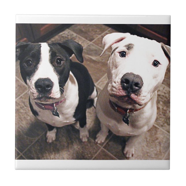 Azulejo cachorros adorables de pitbull perros (Frente)