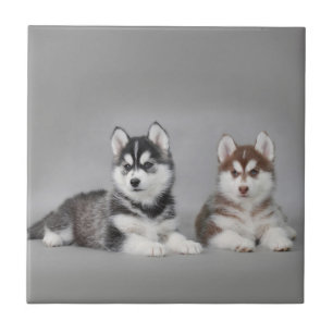 Azulejo Cachorros caseros siberianos