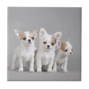 Azulejo Cachorros de Chihuahua