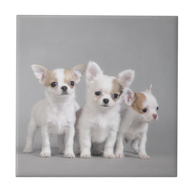 Azulejo Cachorros de Chihuahua (Frente)