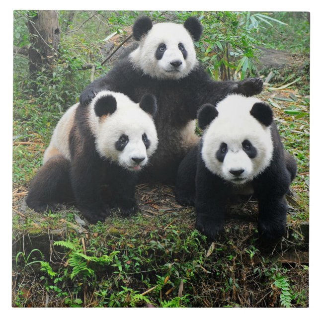 AZULEJO CACHORROS DE LA PANDA (Frente)