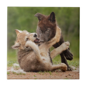 Azulejo Cachorros de lobo gris luchando