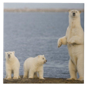 Azulejo Cachorros de oso polar y su madre