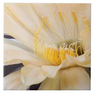 Azulejo Cactus de Charlemagne Echinopsis en flor