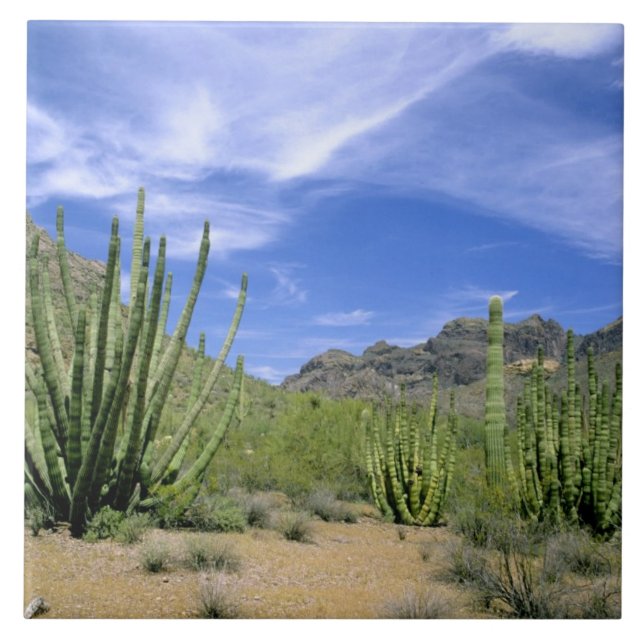 Azulejo Cactus del desierto en el Monumento Nacional de la (Frente)