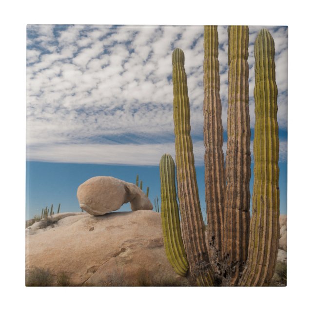 Azulejo Cactus En Escenario Desértico (Frente)