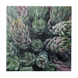 Azulejo Cactus Pequeño (4,25" x 4,25") Tejido de fotografí