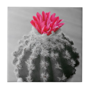 Azulejo Cactus Plant Black White Photo Con Flor Rosa