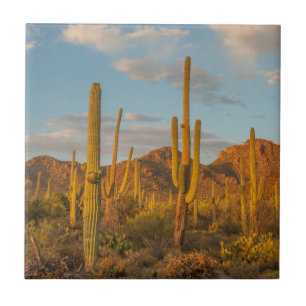 Azulejo Cactus saguaro al atardecer, Arizona
