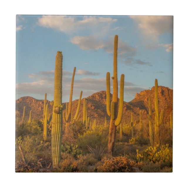 Azulejo Cactus saguaro al atardecer, Arizona (Frente)