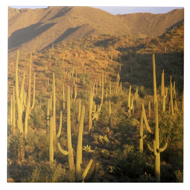 Azulejo Cactus saguaro en el Parque Nacional Saguaro cerca (Frente)
