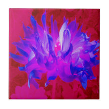 Cactus Violeta Azul y Rosa Caliente Dahlia