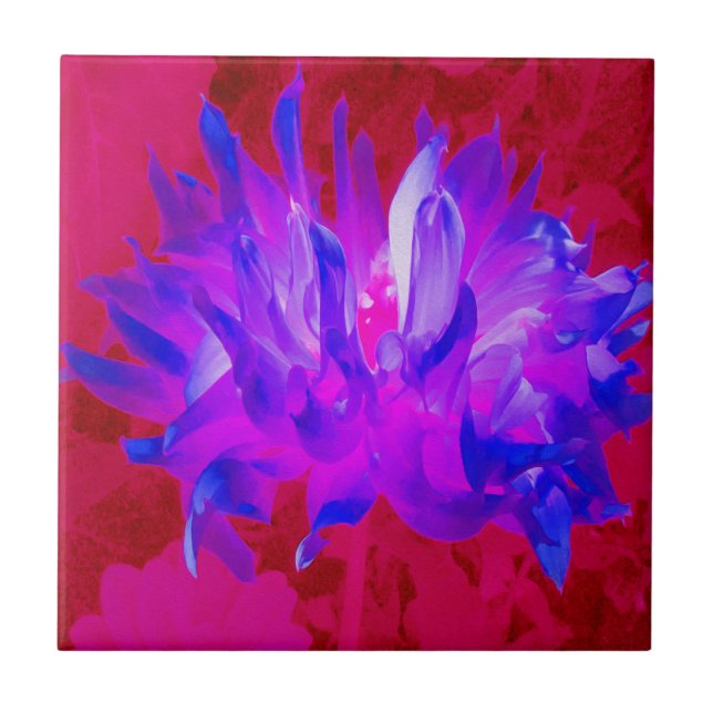 Azulejo Cactus Violeta Azul y Rosa Caliente Dahlia (Frente)