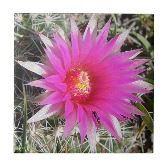 Azulejo Cactus "vivipara de la bola F12 de Escobaria " (Frente)