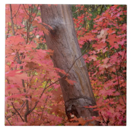 Azulejo Caer de rosa en Sedona