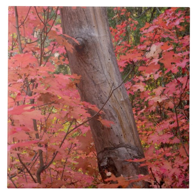 Azulejo Caer de rosa en Sedona (Frente)