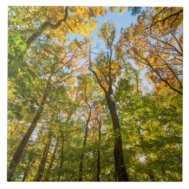 Azulejo Caída en un bosque en Amesbury, Massachusetts (Frente)