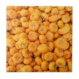 Azulejo Calabazas pequeñas naranjas de cosecha de otoño