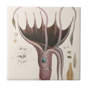 Azulejo Calamar Paraguas, Animales de Vida Marina Antiguos