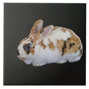 Azulejo Calico Rabbit