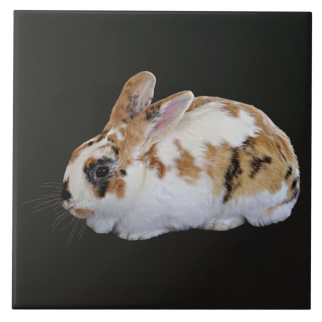 Azulejo Calico Rabbit (Frente)