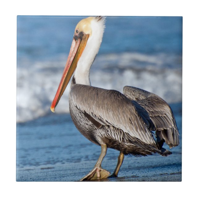 Azulejo California Brown Pelican (Frente)