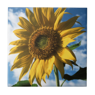 Azulejo California, Un Girasol Gigante (Helianthus) 2