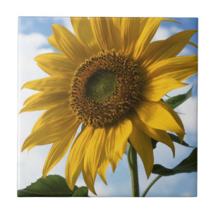 Azulejo California, Un Girasol Gigante (Helianthus) 4