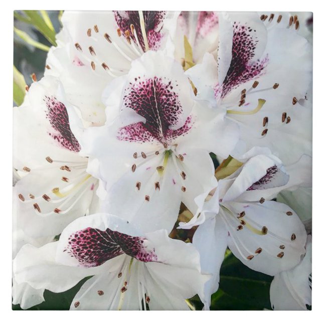 Azulejo Calsap Rhododendros (Frente)