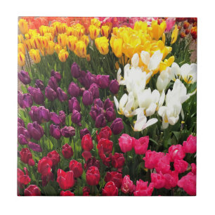 Azulejo Cama colorida del Jardín de los Tulipanes, Oregón