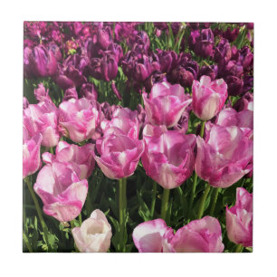 Azulejo Cama de jardín tulipán morado y rosa, Oregón