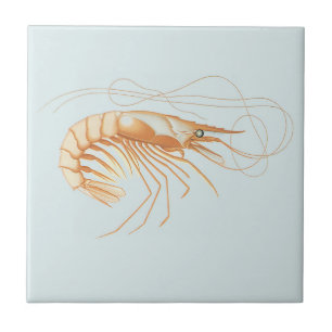 Azulejo Camarón o Langostino, Vida Marina Antigüa Animales