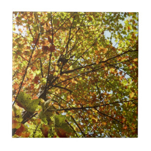 Azulejo Cambiar el color verde del árbol de arce y el oro