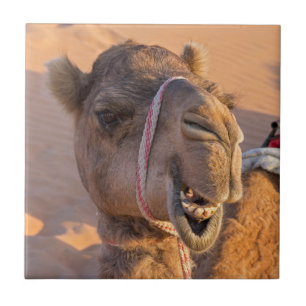 Azulejo Camel divertido