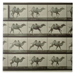 Azulejo Camello, placa de la "locomoción animal", 1887