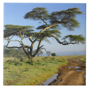 Azulejo Camino de tierra primitivo y árbol de acacia, Lago