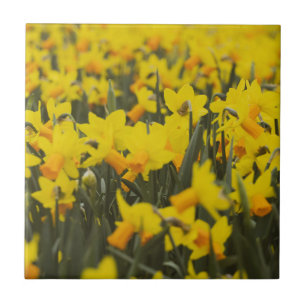 Azulejo Campo Daffodil