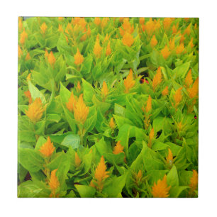 Azulejo Campo de Celosia