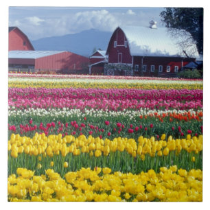 Azulejo Campo de exhibición de tulipanes
